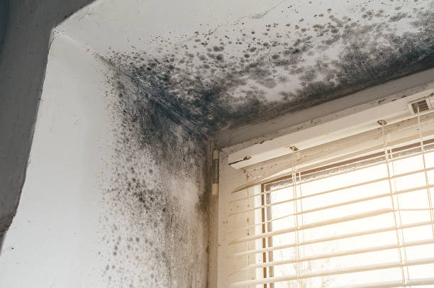 Affordable Crawl Space Mold Removal solutions in Mears, VA
